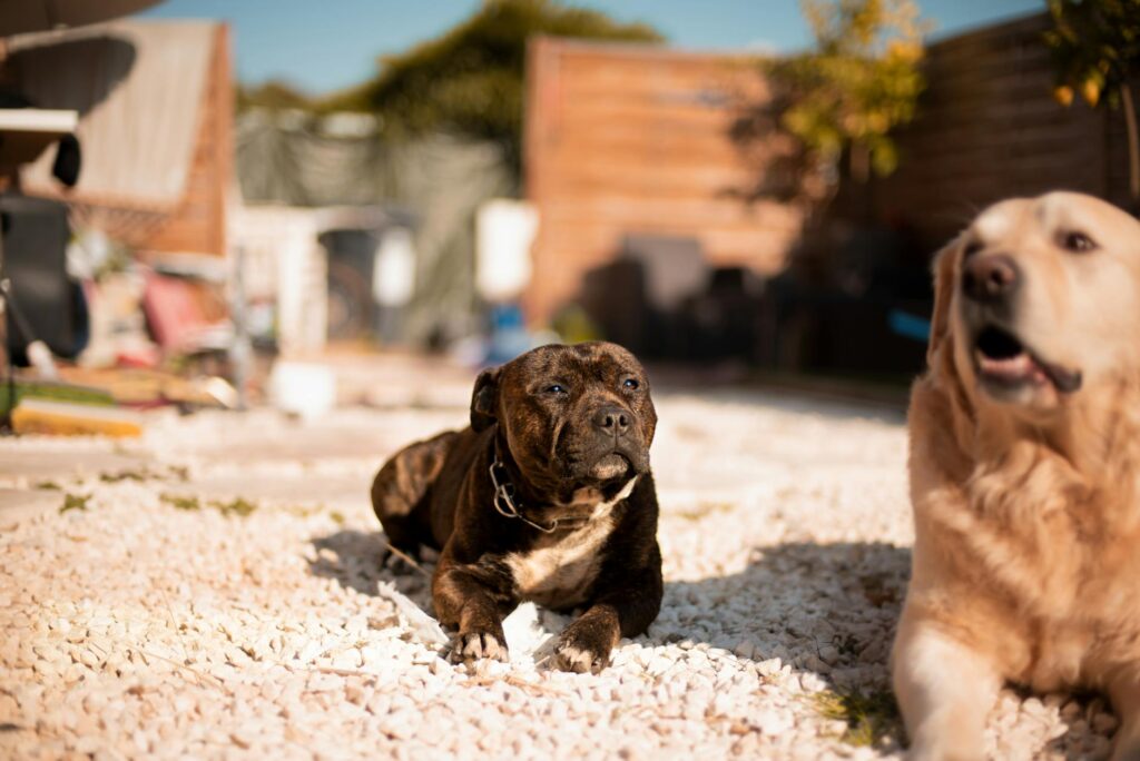 two dogs relaxing outdoors on a sunny day