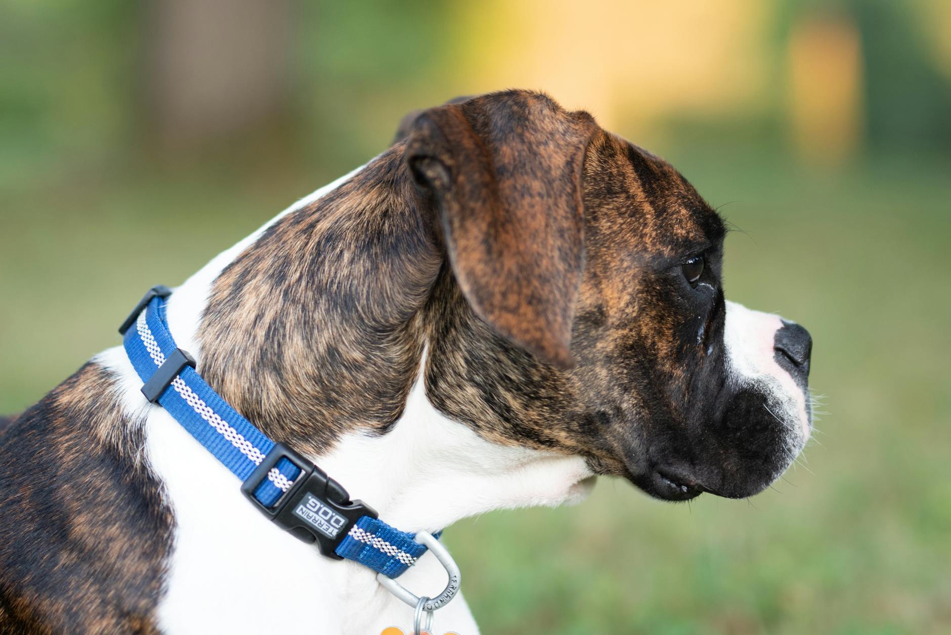 side view of a charming boxer dog outdoors