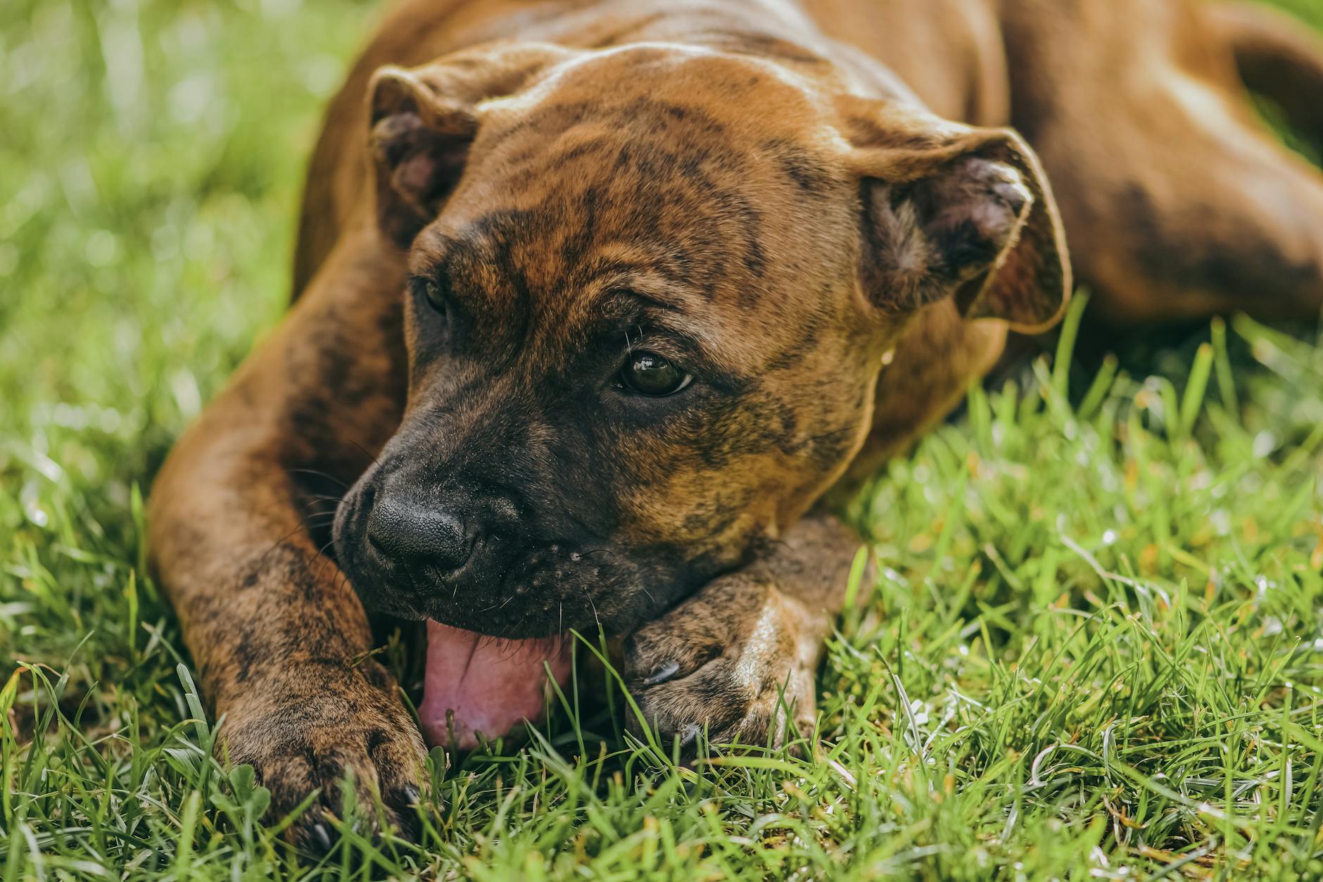 brindle boxer puppy relaxing on grass outdoors