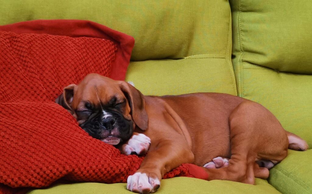 adorable boxer puppy sleeping on vibrant couch
